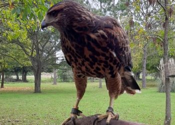 Encontraron el ave rapaz