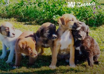 Continúa la Campaña de Vacunación Antirrábica Canina y Felina 2022