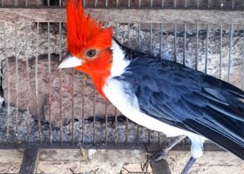 Noetinger: Rescataron 31 aves silvestres en cautiverio de una vivienda