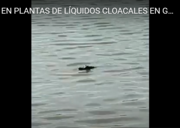 Gral. Baldissera: Hallaron un yacaré en laguna de líquidos cloacales