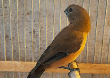 Policía Ambiental rescató 60 aves silvestres en Hernando