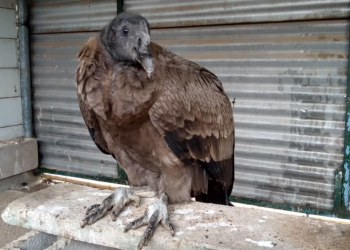 Policía Ambiental rescató un cóndor del patio de una vivienda