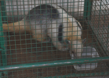 Policía Ambiental capturó un oso melero en el Colegio Taborín