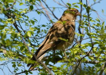 Policía Ambiental liberó fauna silvestre al Oeste del departamento Río Cuarto