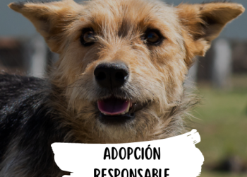 Campaña de adopción y tenencia responsable