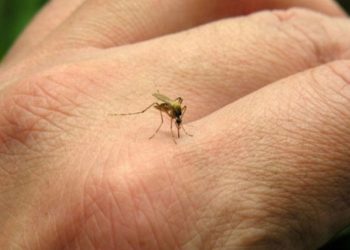 Se detectó un caso de dengue autóctono en Córdoba