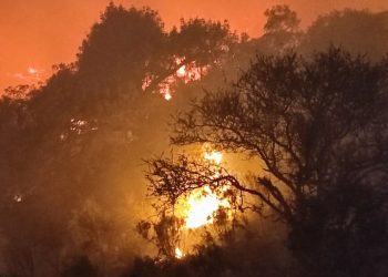 Leones: Sirenazo y repudio
