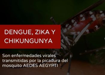 Consejos para evitar la proliferación del mosquito Aedes Aegypti