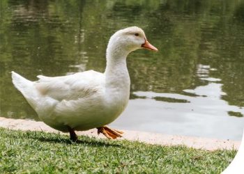 Alejo Ledesma: Senasa confirmó un nuevo caso de influenza aviar, a partir de análisis realizados en pavos
