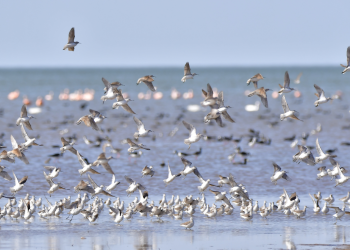 Mar de Ansenuza, el ecosistema de humedal más grande de Sudamérica