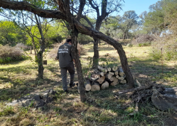 Policía Ambiental paralizó intervenciones forestales en diferentes zonas de la provincia
