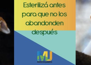 Esterilización para control poblacional de perros y gatos