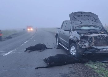 Corral de Bustos: camioneta embistió 6 terneros que venían en manada, en la curva que comunica con Chañar Ladeado