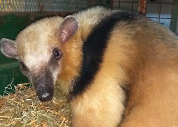 Rescataron una osa melera, aves protegidas y una tortuga terrestre
