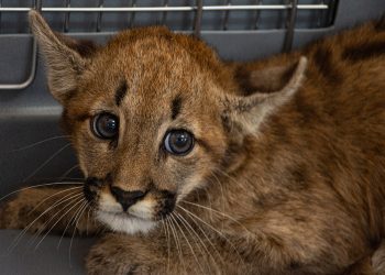 Cintra: Policía Ambiental rescató un cachorro de puma