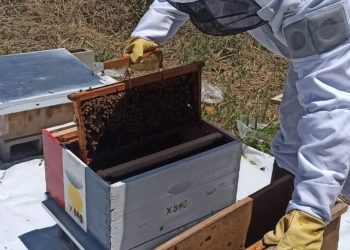 La Provincia puso en marcha el Programa Integral Apícola