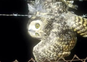 Rescate de lechuza atrapada en alambre de púa