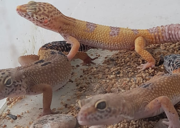 Noetinger: Policía Ambiental recuperó 178 animales que se encontraban en cautiverio