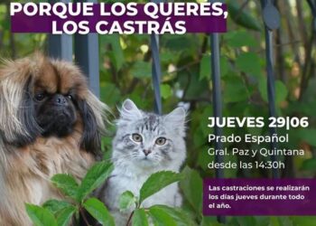 Nueva jornada de castraciones masivas para perros y gatos