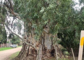 Policía Ambiental labró un acta y la presentó en la Municipalidad de Marcos Juárez