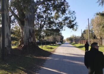 Conflicto con un eucalipto centenario en Marcos Juárez