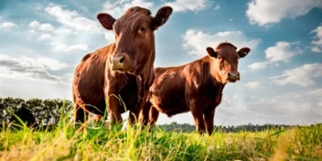 General Roca: hurto de dos animales vacunos