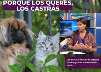 Concurrencia y aceptación del Programa de Castraciones Masivas para caninos y felinos