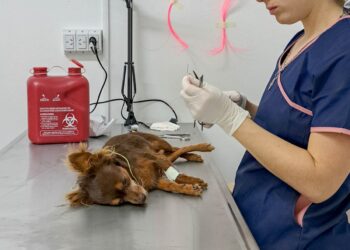 Programa de Equilibrio Poblacional de Perros y Gatos