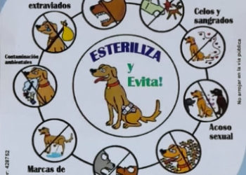 Este jueves no habrá campaña de castración para perros y gatos