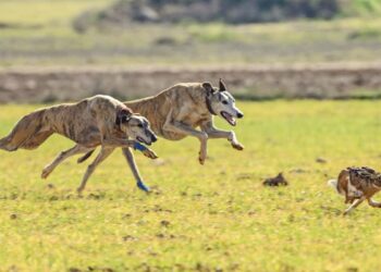Patrulla Rural: aprehensión de siete masculinos, con secuestro de vehículos y 25 perros Galgos