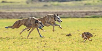 Patrulla Rural: aprehensión de siete masculinos, con secuestro de vehículos y 25 perros Galgos
