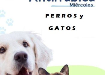 Jornada de vacunación antirrábica gratuita: esta semana se vacunaron 61 animales