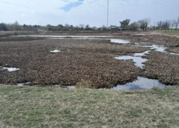Combate de camalotes en el lago del Panal