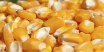 Gral. Roca: robaron 45 bolsas de semillas de maíz y un carro de 2 ejes color amarillo