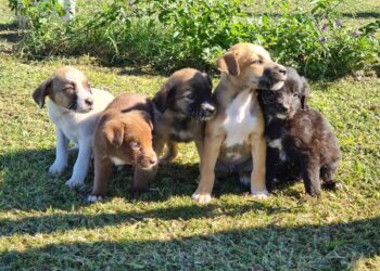 Jornadas de castraciones masivas y vacunación antirrábica de la semana