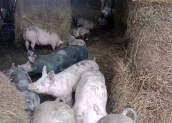 En INTA Marcos Juárez: Senasa coordinará un ejercicio de simulación de enfermedades porcinas