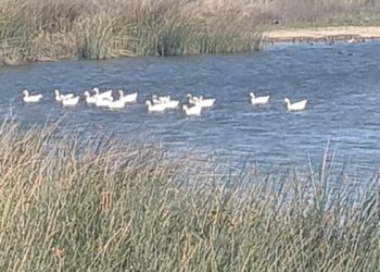 Los gansos del Lago Noroeste fueron reubicados en la laguna Bianchi