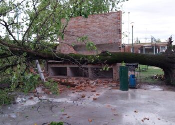 Árboles caídos por fuertes ráfagas de viento