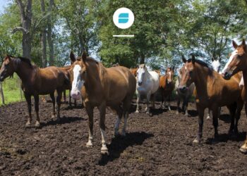 Encefalomielitis: equinos en peligro