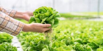 Robaron 20 metros de tejido perimetral a una huerta hidropónica