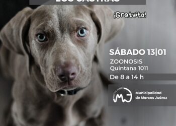 Primera castración gratuita 2024