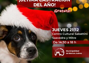 Ultima castración del año para perros y gatos