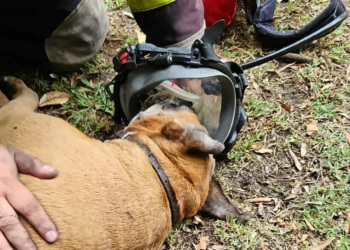 Rescate de perros en incendio de vivienda