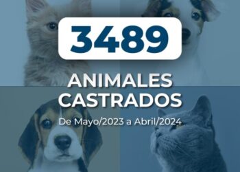 Castraciones Masivas: 3.489 perros y gatos castrados en la ciudad de Marcos Juárez