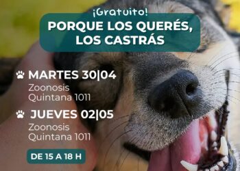 Hoy: Jornada de castraciones masivas y gratuitas