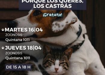 Castraciones Masivas para perros y gatos