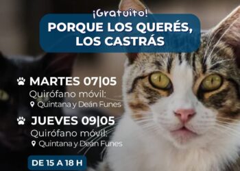 Castraciones Masivas para perros y gatos