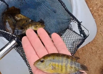 Siembra, en el Lago Henry Dellarossa, de peces que se alimentan de larvas de mosquitos