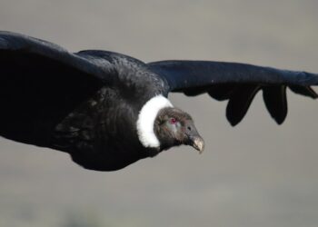 Fauna autóctona: actualizaron el listado de especies amenazadas