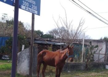 Apareció el dueño del caballo bayo extraviado
